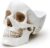 Suck UK Skull Tidy Decorative Bowl, 9 x 7 x 6 inch, White
